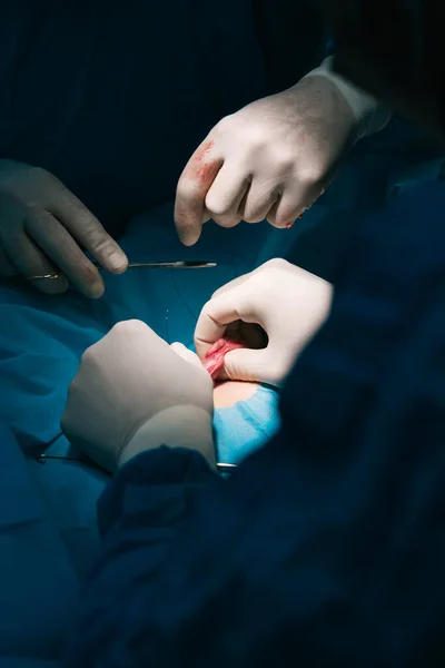 Beskär Anonym Veterinär Latexhandskar Med Kirurgiska Verktyg Gör Operation Tass — Stockfoto
