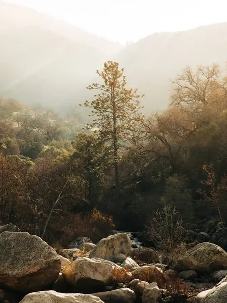 在美国红杉国家公园的雾蒙蒙的森林高地上 陡峭的溪流在巨石间流过的风景如画 — 图库照片