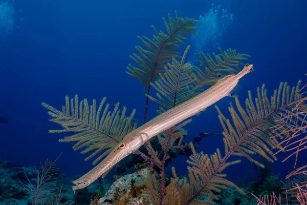 Wild Trumpet Fish Long Body Swimming Tropical Plant Blue Water — Stock Photo, Image