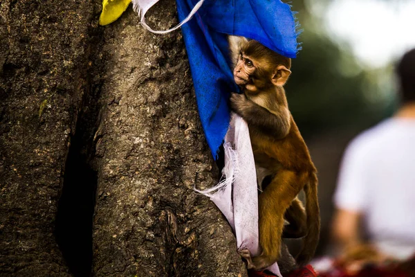 Seitenansicht Eines Makakenbabys Auf Baumstamm Sitzend Mit Bunten Fahnen Park — Stockfoto