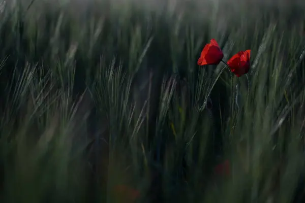 Landschap Scène Van Papaver Bloemen Weide Bij Zonsondergang — Stockfoto