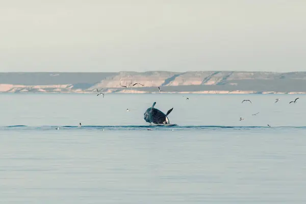 Balena Che Esce Dal Mare Mentre Gabbiani Volano — Foto Stock
