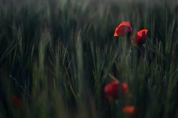 Ландшафтна Сцена Макових Квітів Лузі Заході Сонця — стокове фото