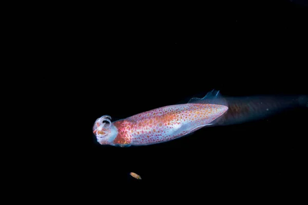 Neonové Létající Olihně Průhledným Tečkovaným Tělem Malými Zbraněmi Přírodním Podmořském — Stock fotografie