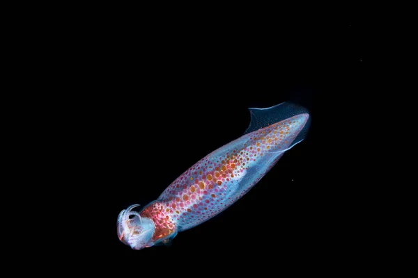 Neon Fliegender Tintenfisch Mit Durchsichtigem Geflecktem Körper Und Kleinen Armen — Stockfoto