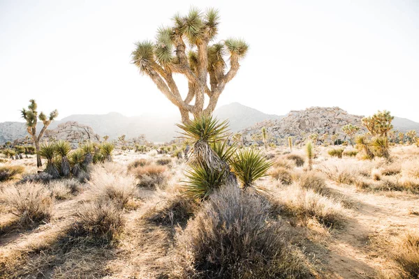 Landskap Växande Yucca Palmer Torra Land Tropisk Öken Med Berg — Stockfoto