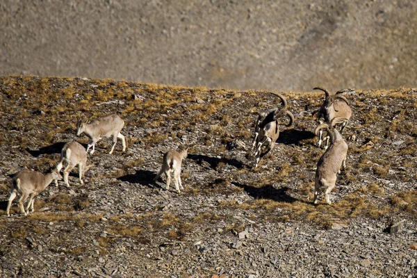 Vista Aérea Rebanho Ibexes Masculinos Femininos Pastando Colina Rochosa Áspera — Fotografia de Stock