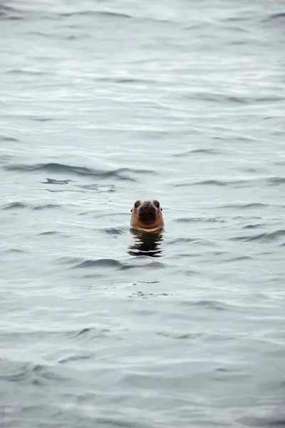 Porträt Einer Seehundrobbe Die Ihren Kopf Aus Dem Wasser Stößt — Stockfoto