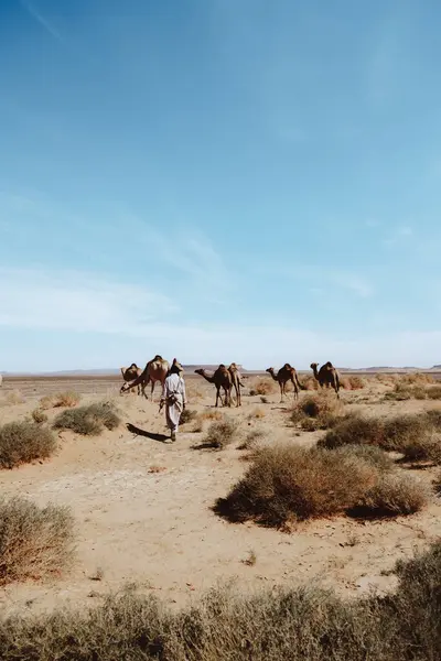 モロッコのマラケシュ近くの砂漠で晴れた日にラクダのグループに続く杖を持つ匿名の地元の男のバックビュー — ストック写真