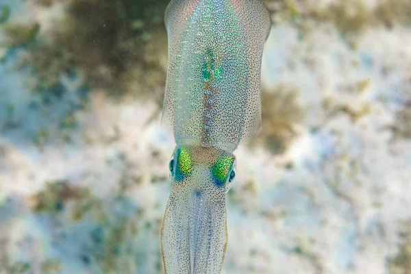 Small Squid Spotted Translucent Skin Swimming Sea Bottom Clean Water — Stock Photo, Image