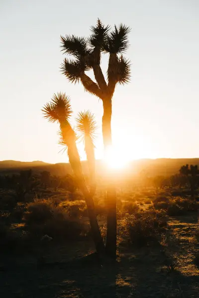 熱帯砂漠の乾燥した土地でユッカヤシの木を育てる風景とジョシュアツリー国立公園の日没の光の山 — ストック写真