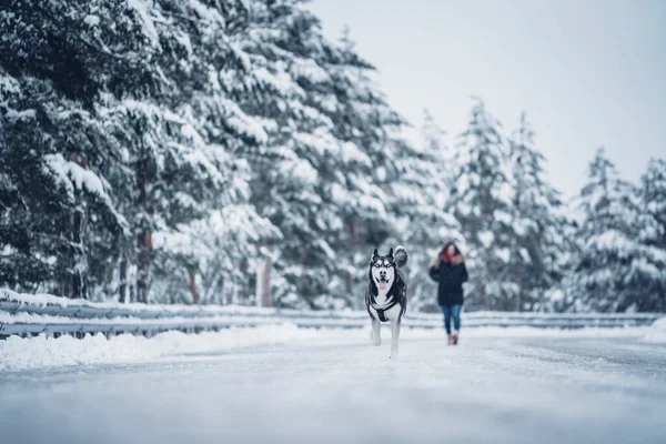 Frau Skijacke Geht Mit Hund Winterwald Zwischen Bäumen Spazieren — Stockfoto