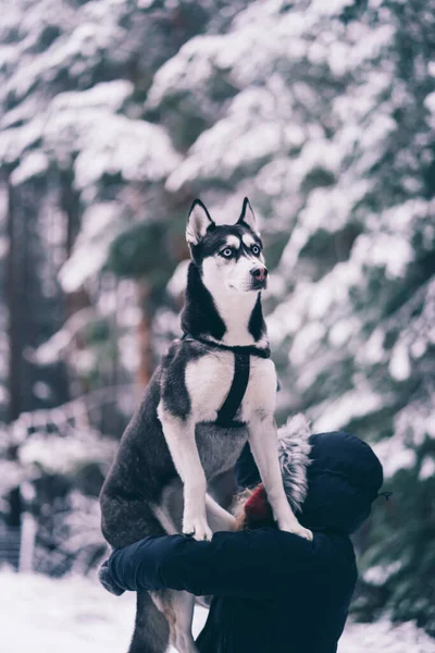 Zijaanzicht Van Binnenlandse Hond Spelen Met Jonge Dame Sneeuw Tussen — Stockfoto