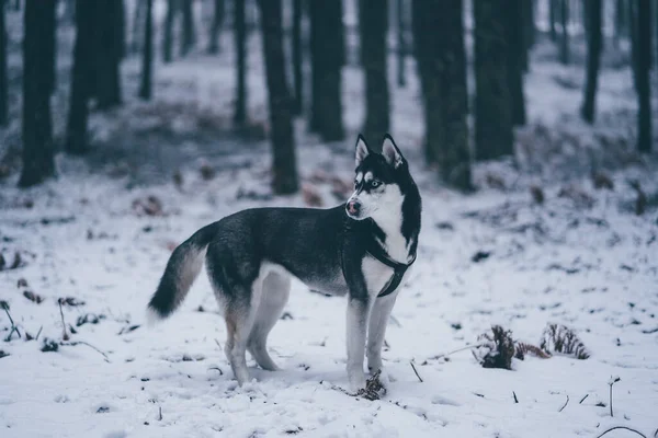 Seitenansicht Des Schönen Häuslichen Jägerhundes Der Zwischen Bäumen Winterwald Steht — Stockfoto