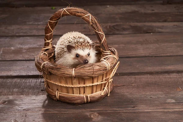 High Angle Adorable Hedgehog Sitting Wicker Basket Rustic Wooden Table — Stock Photo, Image