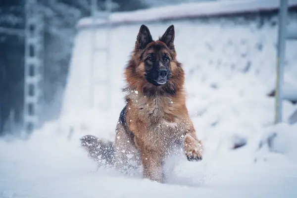 雪の中建設近くの雪の上を走るかわいい国内犬が背景にぼやけている — ストック写真