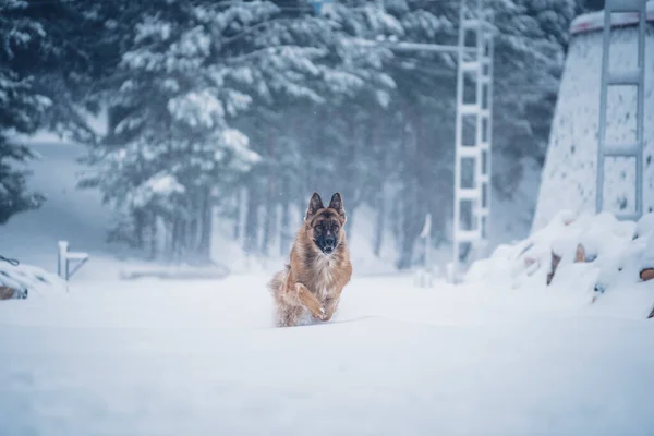 雪の中建設近くの雪の上を走るかわいい国内犬が背景にぼやけている — ストック写真