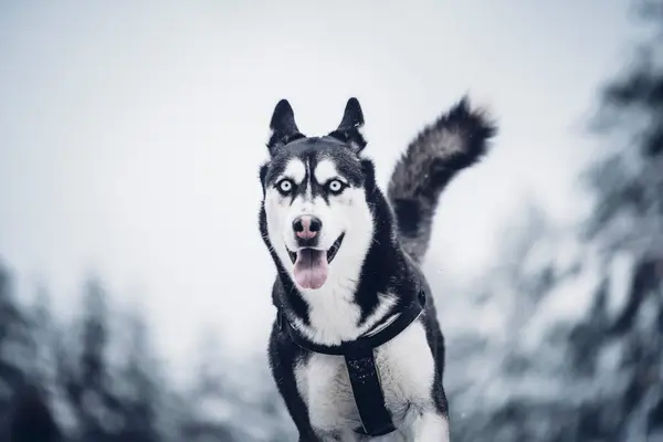 Vacker Tamjägare Hund Som Springer Mellan Träd Vinterskogen — Stockfoto