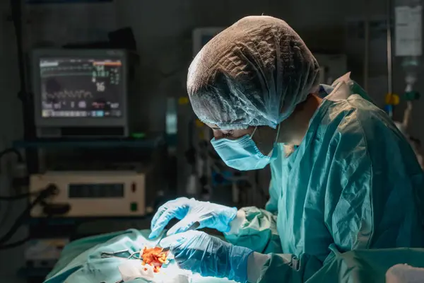 Cerrahi Cımbız Makasla Steril Eldivenli Veteriner Hastanede Kalp Atış Hızı — Stok fotoğraf