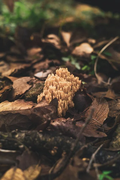 秋天森林里生长在落叶覆盖的地上的食用菌珊瑚蘑菇 — 图库照片