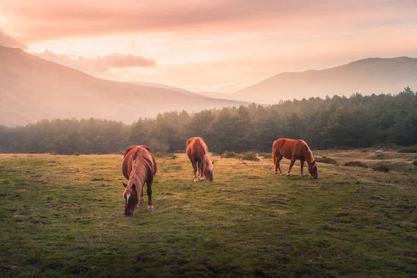 Paesaggio Pittoresco Cavalli Selvatici Che Pascolano Nel Campo Verde Contro — Foto Stock