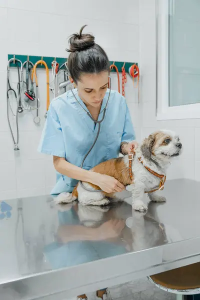 Pozorný Mladý Ženský Veterinární Lékař Vyšetřuje Záda Nadýchaného Čistokrevného Psa — Stock fotografie