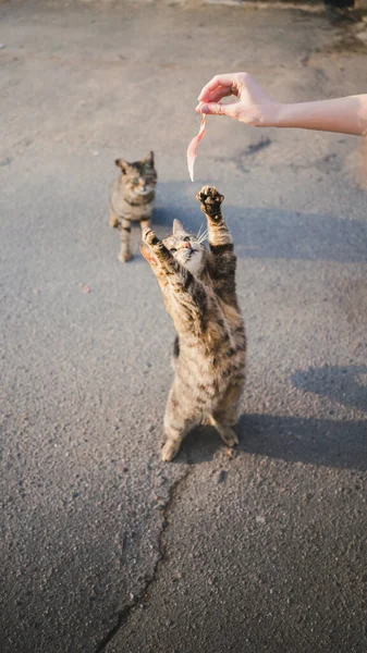 수없는 작물의 아스팔트 거리에서 굶주린 고양이에게 먹이를 익명의 — 스톡 사진