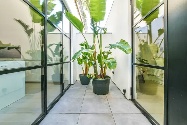 Plantas Envasadas Contra Parede Vidro Casa Durante Dia — Fotografia de Stock