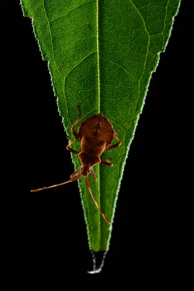 Dock Böceğini Veya Yeşil Bir Yaprak Üzerinde Kırmızımsı Kahverengi Kabak — Stok fotoğraf