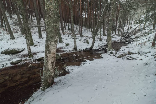 Télen Sierra Guadarrama Nemzeti Park Hófödte Lombtalan Erdőn Átfolyó Kanyargós — Stock Fotó