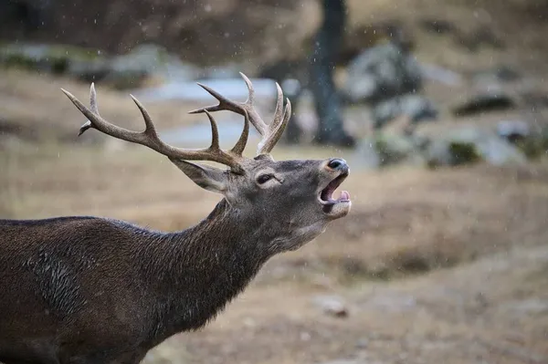 Wild Buck Deer Grunting While Grazing Meadow Woods — Stock Photo, Image
