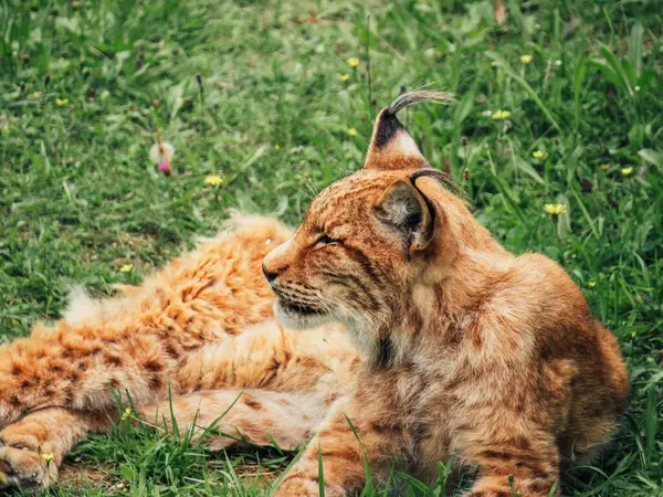 Lince Con Piel Marrón Rayas Negras Hocico Mirando Hacia Otro —  Fotos de Stock