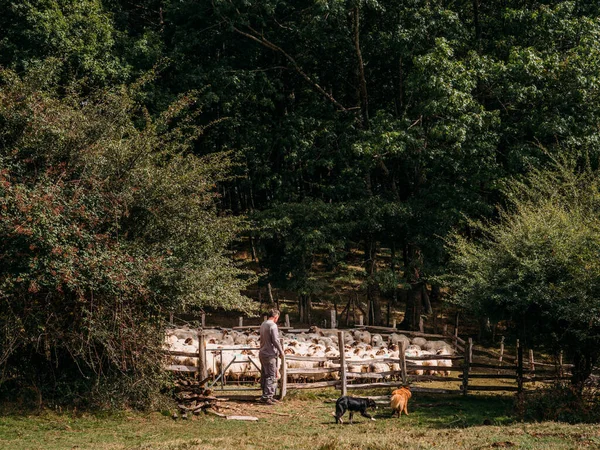 Zijaanzicht Van Onherkenbare Mannelijke Herder Staan Buurt Van Houten Hek — Stockfoto