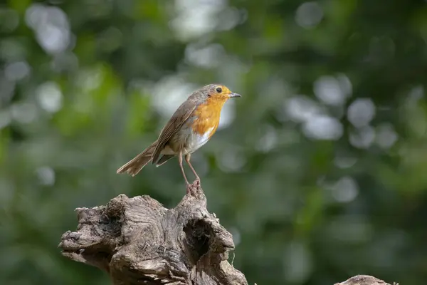 Widok Boku Uroczy Mały Erithacus Rubecula Śpiew Ptak Siedzi Drewnianym — Zdjęcie stockowe