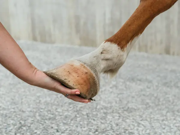 Uprawa Nierozpoznana Samica Jeźdźca Trzymająca Kopyto Brązowego Konia Stajni Gospodarstwie — Zdjęcie stockowe