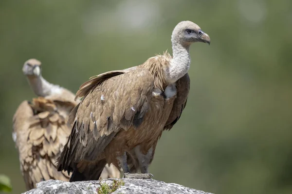 獲物の野生の大規模なスカベンジャー鳥高地の岩の多い風景の中に鷹の家族の完全な石膏 — ストック写真