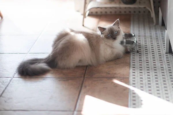 Crop Cute Kitten White Gray Coat Looking Camera Daytime Ground — Stock Photo, Image
