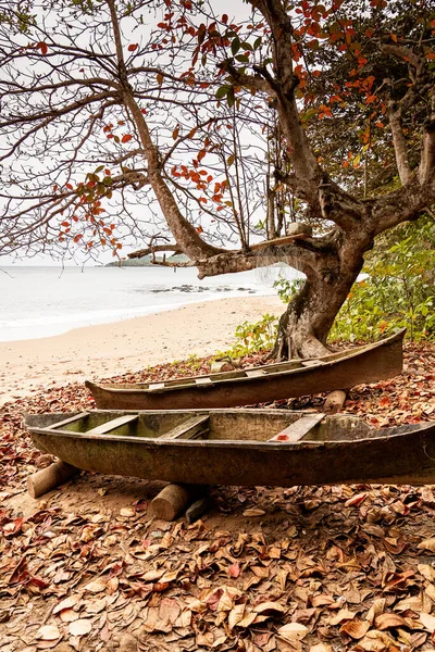 Empty Old Wooden Boats Placed Fallen Leaves Tree Sandy Beach — Stock Photo, Image