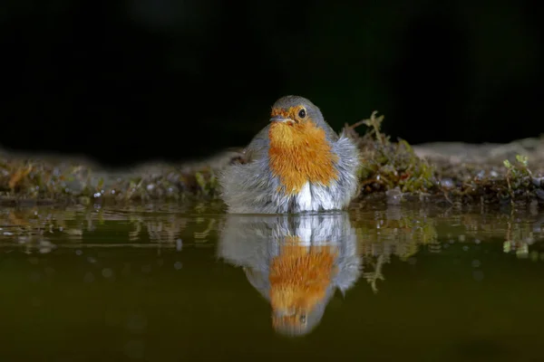 かわいいですヨーロッパのロビン鳥とともにオレンジ胸に座って湖で公園 — ストック写真