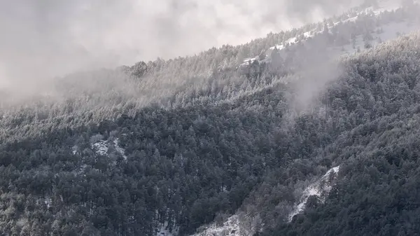 Gęsta Mgła Unosząca Się Nad Gęstym Lasem Drzewami Iglastymi Śnieżnym — Zdjęcie stockowe