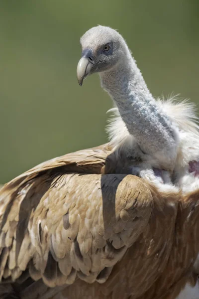 Pájaro Salvaje Presa Grifo Euroasiático Con Plumas Marrones Luz Del — Foto de Stock