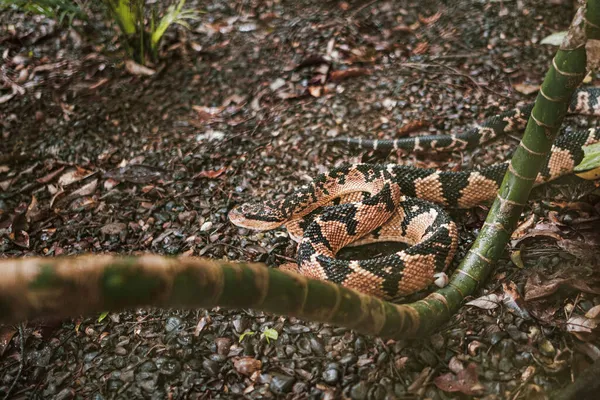 危険な毒蛇の上から自然生息地で地上を這うムタヘビ — ストック写真