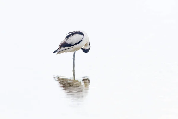 Widok Boku Wdzięku Czarno Białe Pied Awokado Ptak Preening Pióro — Zdjęcie stockowe