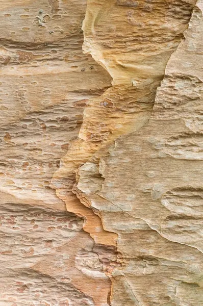 Textured Bark Chinese Red Birch Betula Albosinensis — Stock Photo, Image