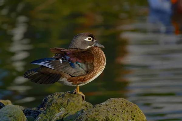 Vue Latérale Canard Bois Femelle Mignon Avec Plumage Coloré Assis — Photo