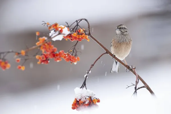 Cute Rock Bunting Sitting Fragile Twig Red Berry Tree Fallen — Stock Photo, Image