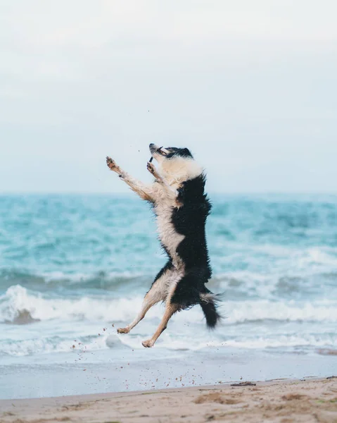 自然の中で雲のない空に対して海を振って近くの海岸に空気中でジャンプ白い斑点を持つ愛らしい活動的な黒い犬 — ストック写真