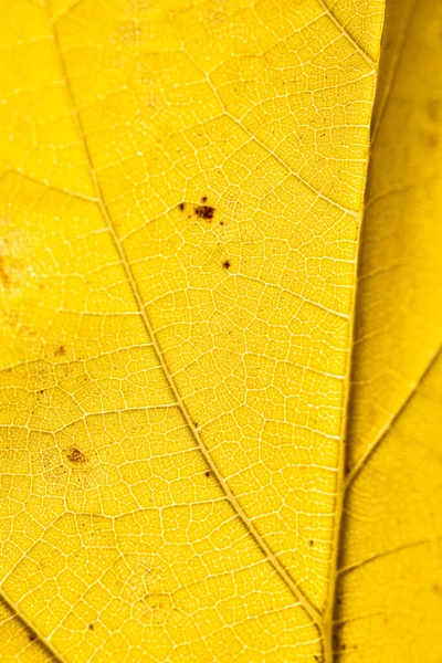 Gros Plan Jaune Vif Mince Feuille Automne Sèche Avec Des — Photo