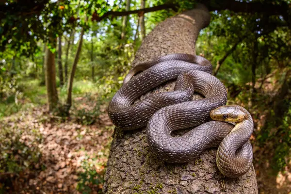 Wide Angle Aesculapian Snake Zamenis Longissimus — Stock Photo, Image