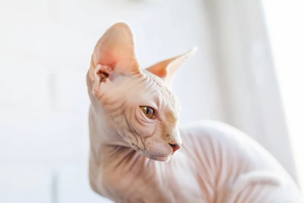 Rozkošný Bezsrstý Sphynx Kočka Hnědýma Očima Sedí Měkké Přikrývce Posteli — Stock fotografie